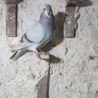 کفتر|پرنده|گلبهار, شهر جدید گلبهار|دیوار
