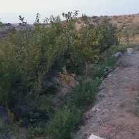 باغ