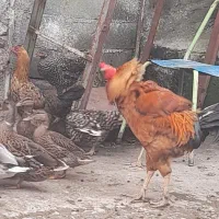 مرغ|حیوانات مزرعه|گرگان, |دیوار