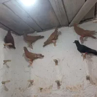 ۶تا نر گردن کلفت برادر