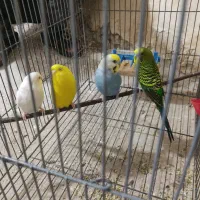 مرغ عشق