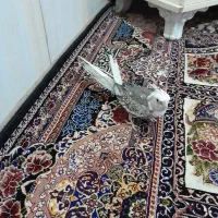 ماده ایزابلا یک سال ونیمه