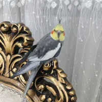 عروس هلندی جفت مست نر و ماده با وسایل