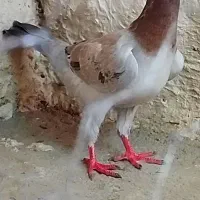 ماده هفت رنگ قزوینی