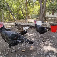 بوقلمون ماده تخم گذار