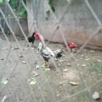 خروس لاری