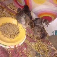جوجه ۴عدد سالم  دونی ۱۰۰تومن