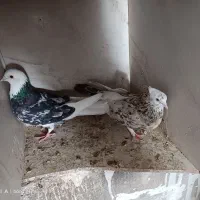 کفتر سرور ویه جفت زینتی