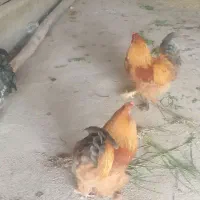 خروس برهما