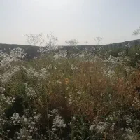 خدمات باغبانی وعلف زنی