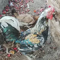 فروش خروس محلی اصیل