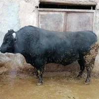 گوساله سیمنتال سوپر چاق درجه۱