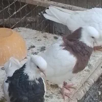 کبوتر طوقی از همه رنگ