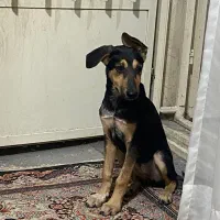 دوبرمن ۳ ماهه