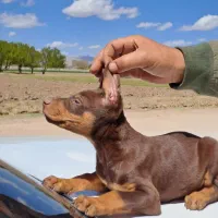 دوبرمن آمریکایی