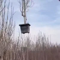 نهال۳تادرخچه۷ساله میوه و کبوده صنوبرتبریزی