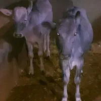 دو عدد گوساله سویسی درجه یک باب داشت