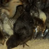 جوجه مرغ خروس بوقلمون غاز