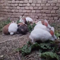 خرگوش|موش و خرگوش|میبد, |دیوار