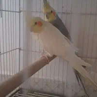عروس هلندی مولد