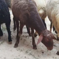 قوچ سالم و سرحال