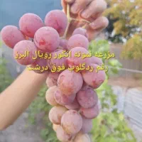 تعدادی نهال انگور خارجی