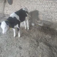 گاو باگوساله