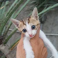 گربه|گربه|اهواز, پادادشهر|دیوار