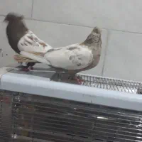 کفتر
