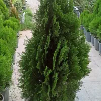 کامیس نوکدار در ورامین پیشوا