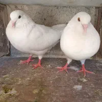 کفتر سفید پتی والا پاکستانی