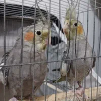 عروس هلندی