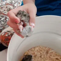 همستر کمپل خانگی بسیار تمیز.نرو ماده