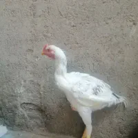 سلام یه عدد خروس لاری 8ماهشه تازه به خوندن افتاده