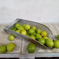 لیمو ترش تازه