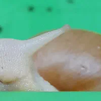 خانه به دوش