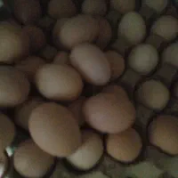 تخم مرغ محلی گلپایگانی