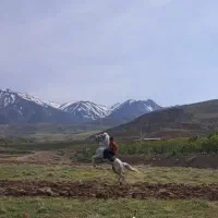 اسب مادیان اصیل کرد