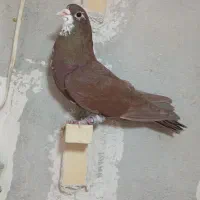 کفتر|پرنده|شیراز, آزادگان|دیوار