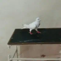 کفتریاکبوتر