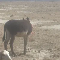 خر نر آرام گله گرد