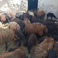 تعدادی بره ماده ومیش برای فروش قزل افشار وقره قرل