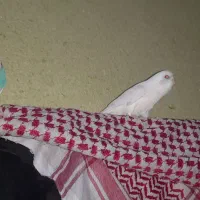 یک جفت مرغ عشق  نر ماده