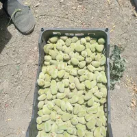 بادام تازه خوری درشت سفید