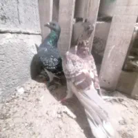 معاوضه