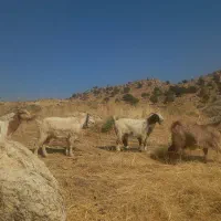 ۴راس بزدرجه یک