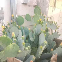 گل شفلرا وگلهای اپارتمانی وگل کاکتوس میوه اژدها
