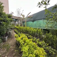 کاج لاوسون شمشاد موز ژینکو کاغذی رز گل محمدی پالم