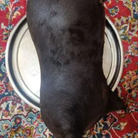 هیزه محلی
