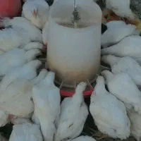 مرغ گوشتی